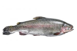 rainbow trout