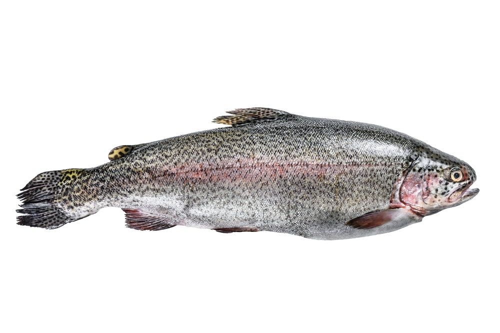 rainbow trout
